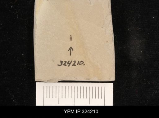 undet. Staphylinidae