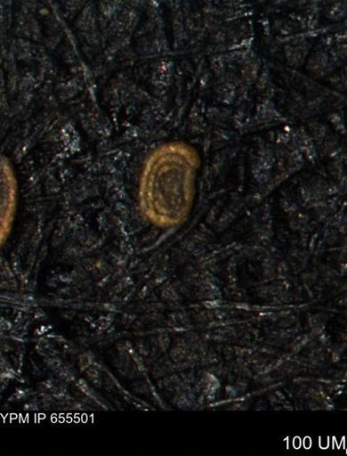 Spirolocammina planula