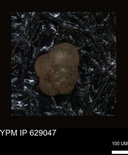 undet. Foraminiferida
