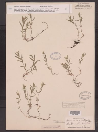 Arenaria macrophylla