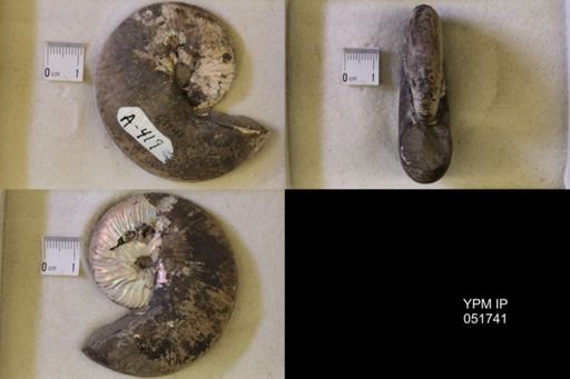 Hoploscaphites nicolletii