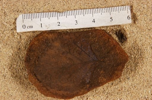 Betulites westii var. subintegrifolius