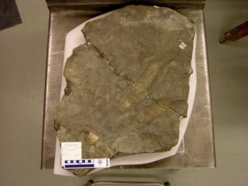 Eubrontes divaricatus
