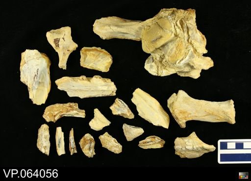 undet. Mosasauridae