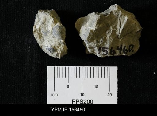 Encrinurus multisegmentatus