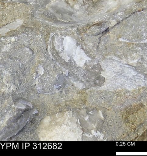 Oxytoma (Hypoxytoma) nebrascana