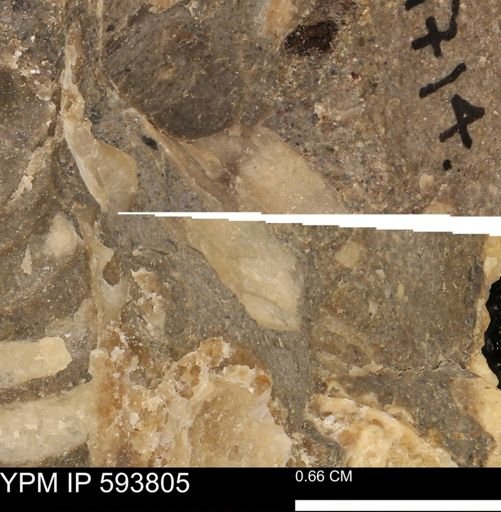 taxon undetermined