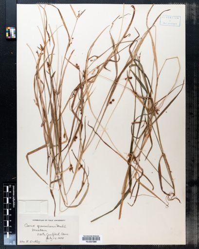 Carex granularis