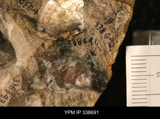 Protocardia subquadrata