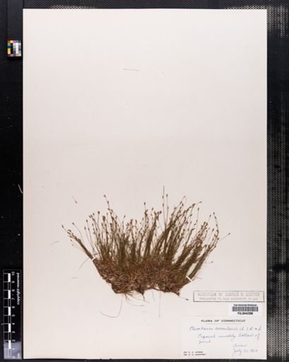 Eleocharis acicularis