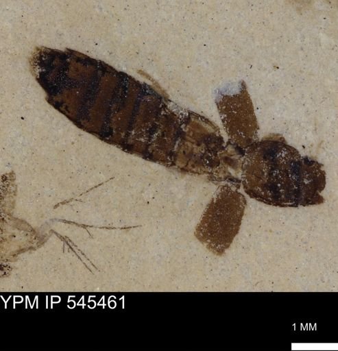 undet. Staphylinidae