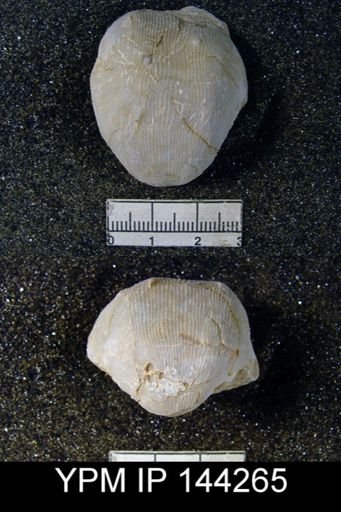 Productus (Linoproductus) lineatus