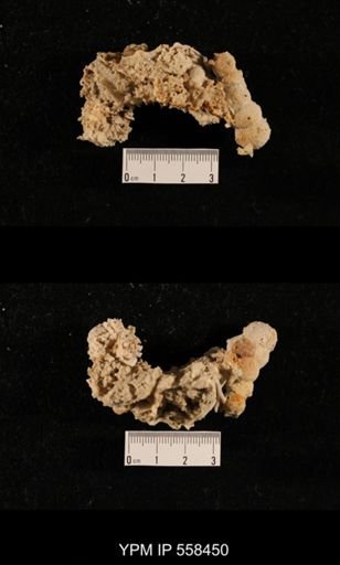 Girtycoelia sp.