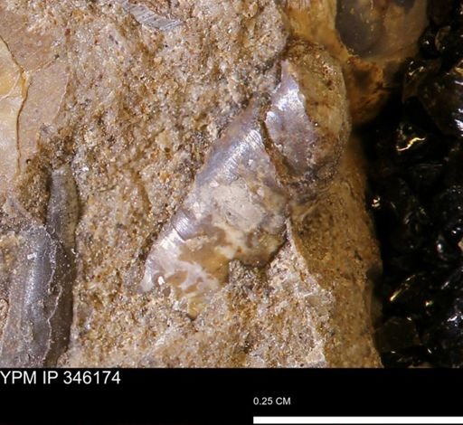 undet. Scaphopoda