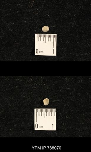 Brachiopoda
