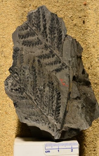 Pecopteris acuta