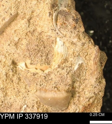 undet. Gastropoda