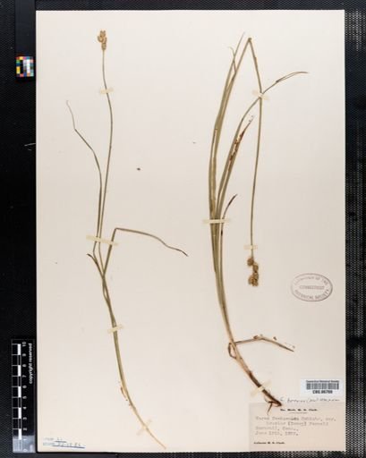 Carex festucacea