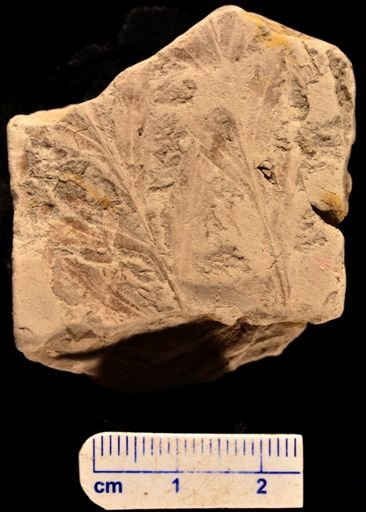 Asplenium dicksonianum