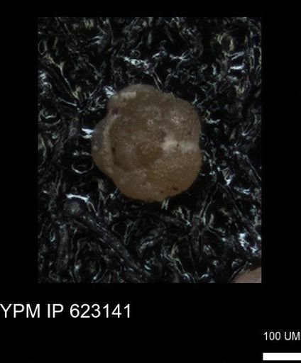 undet. Foraminiferida
