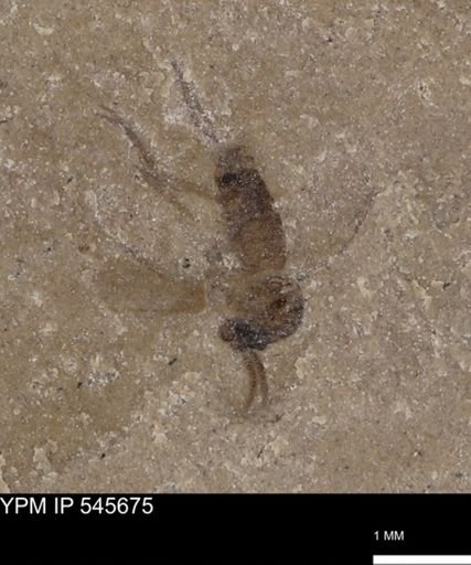 undet. Diptera