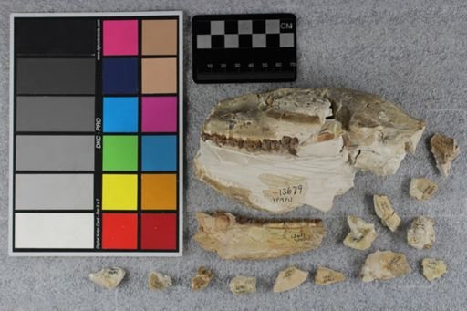 Mesohippus bairdi