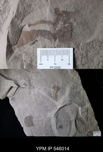 Eurypterus