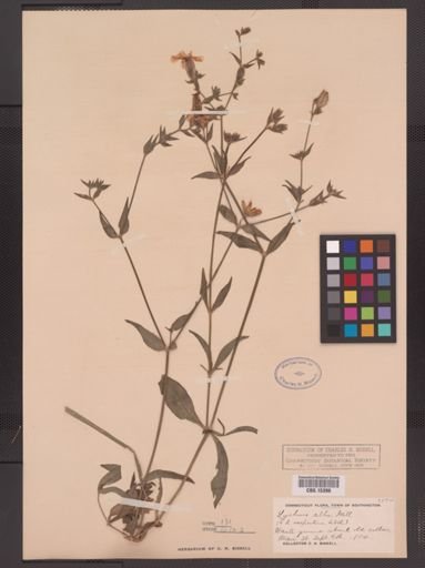 Lychnis alba