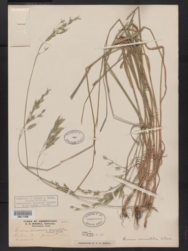 Bromus commutatus