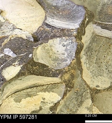 Limopsis striatopunctatus