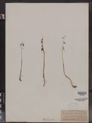 Corallorhiza odontorhiza