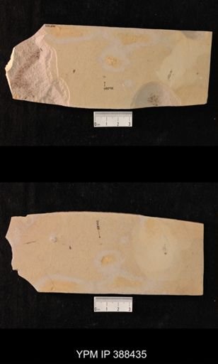 undet. Diptera