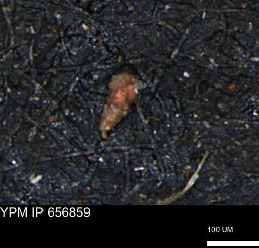 Verneuilinoides kansasensis