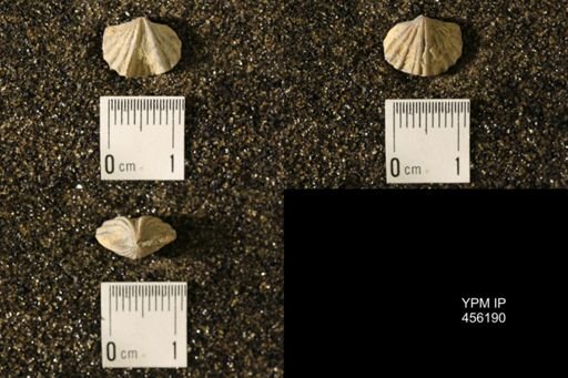 Platystrophia biforata