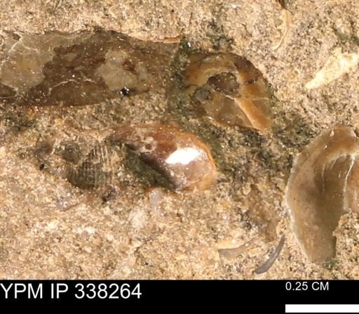 undet. Gastropoda