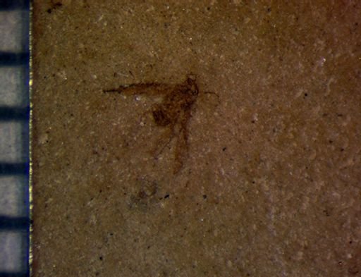 undet. Hemiptera