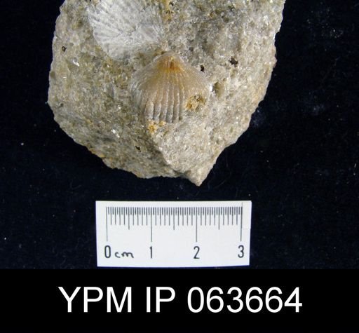 Wilsonella saffordi