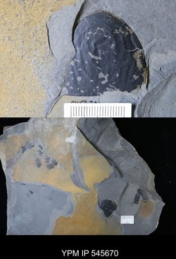 Hughmilleria?