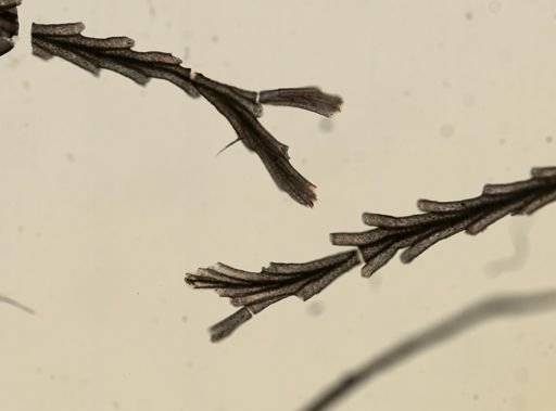 Crisia eburnea
