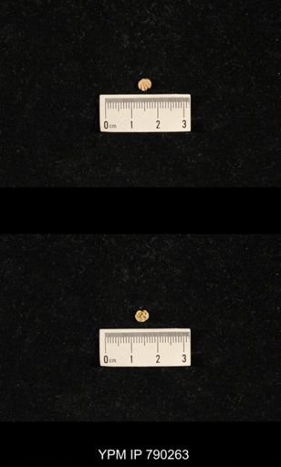 Hustedia huecoensis