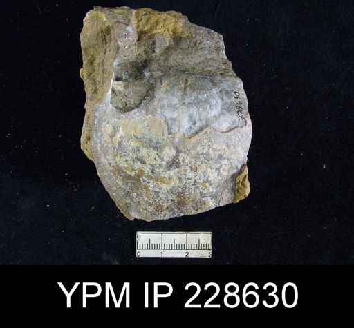 Derbya sp.