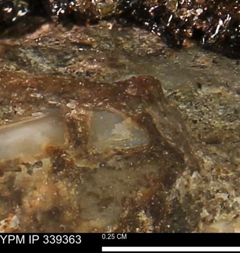 undet. Mollusca