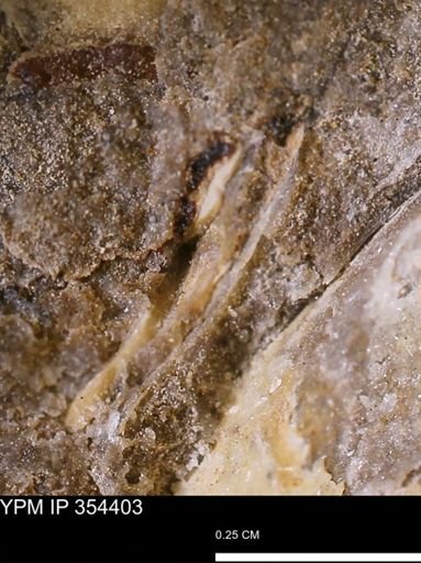 undet. Mollusca