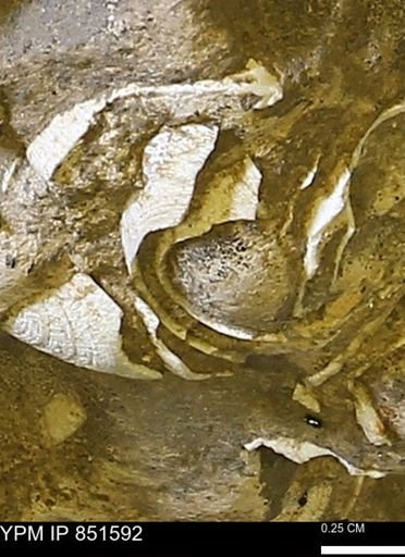 Limopsis striatopunctatus