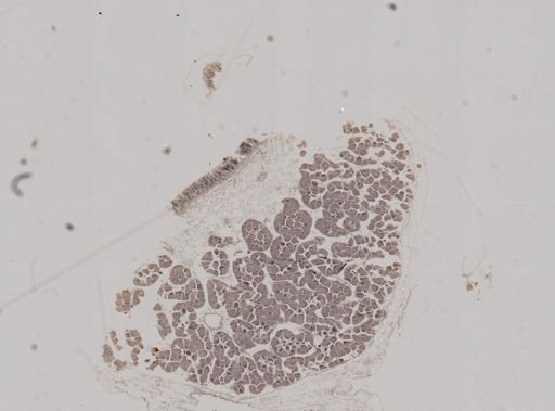 Ostrea lurida