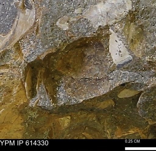 Limopsis striatopunctatus