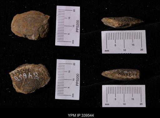Tellina sp.