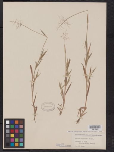 Panicum lanuginosum