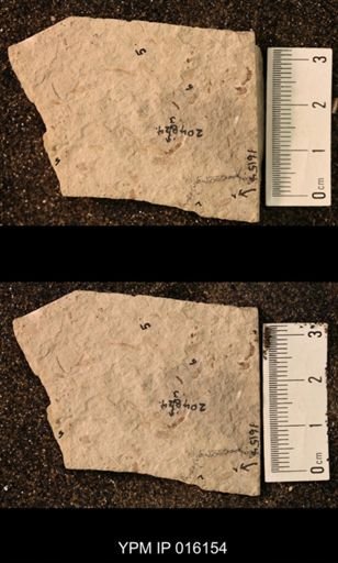 Palaeomanteidae