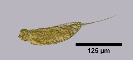 Trichocerca compressa